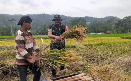 BABINSA MELASKSANAKAN PEMDAPINGAN PANEN PADI DI WILAYAH BINAAN 