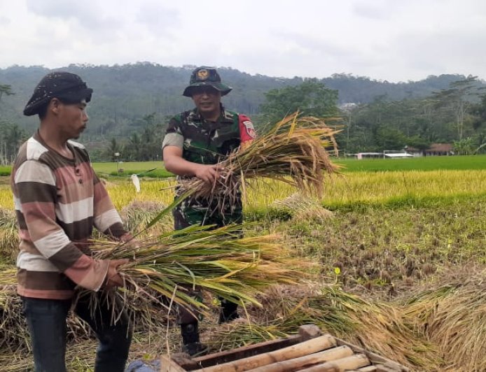 BABINSA MELASKSANAKAN PEMDAPINGAN PANEN PADI DI WILAYAH BINAAN 