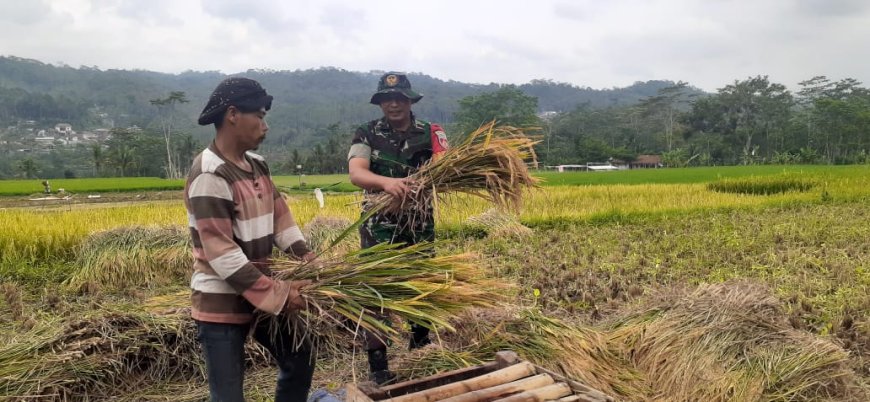 BABINSA MELASKSANAKAN PEMDAPINGAN PANEN PADI DI WILAYAH BINAAN 