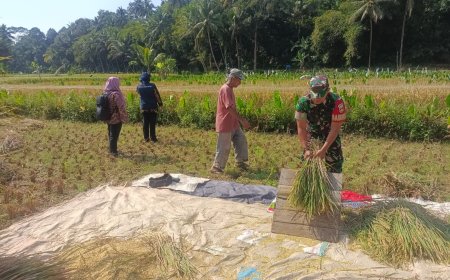 Babinsa Koramil 12/ Sigaluh Dampingi petani panen padi