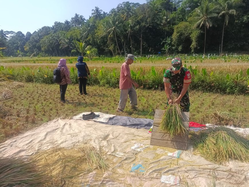 Babinsa Koramil 12/ Sigaluh Dampingi petani panen padi