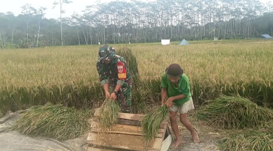 Sukseskan Ketahanan Pangan, Babinsa Bantu Petani Panen Padi